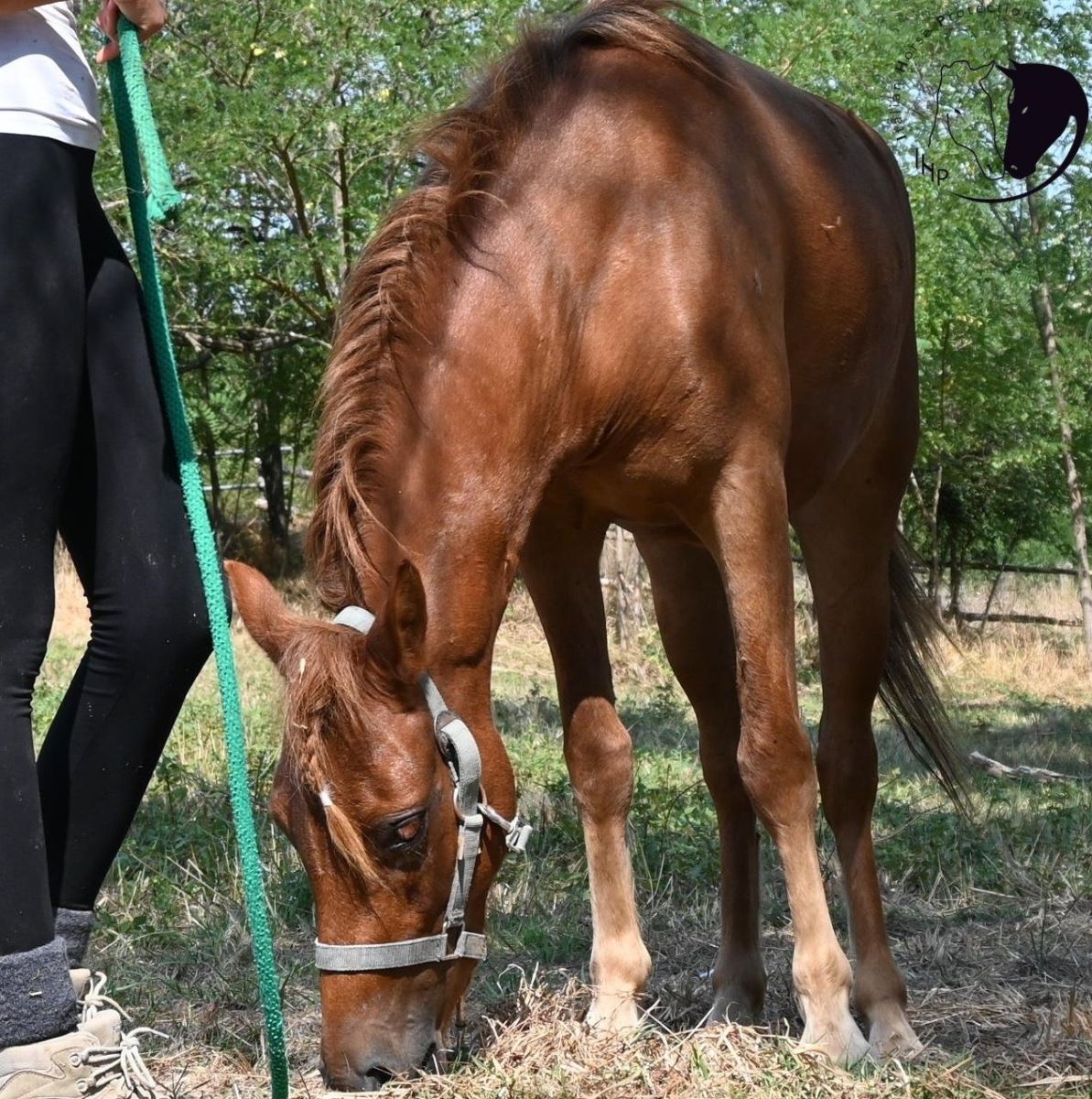 Italian Horse Protection ONLUS